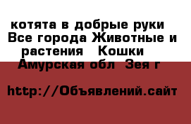 котята в добрые руки - Все города Животные и растения » Кошки   . Амурская обл.,Зея г.